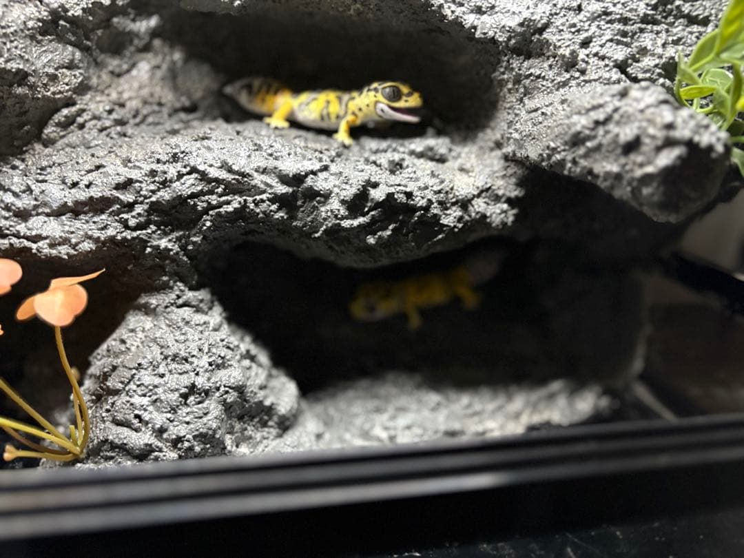 爬虫類ケージ　爬虫類フルレイアウトケージ　パンテオン4535