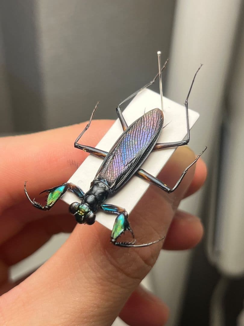 【標本】ケンランカマキリ スパイダーマンティスレッドローチショウジョウバエ