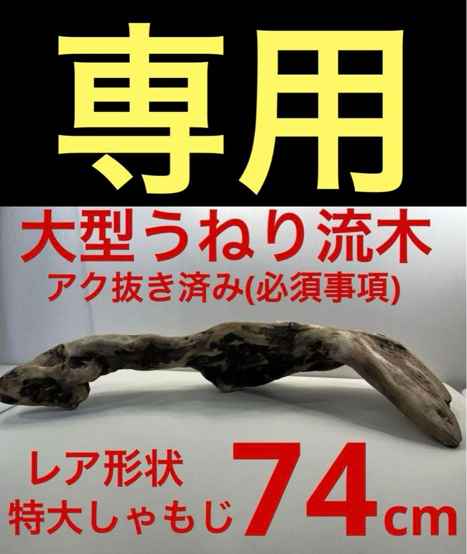 専用品 大型流木 アク抜き済み