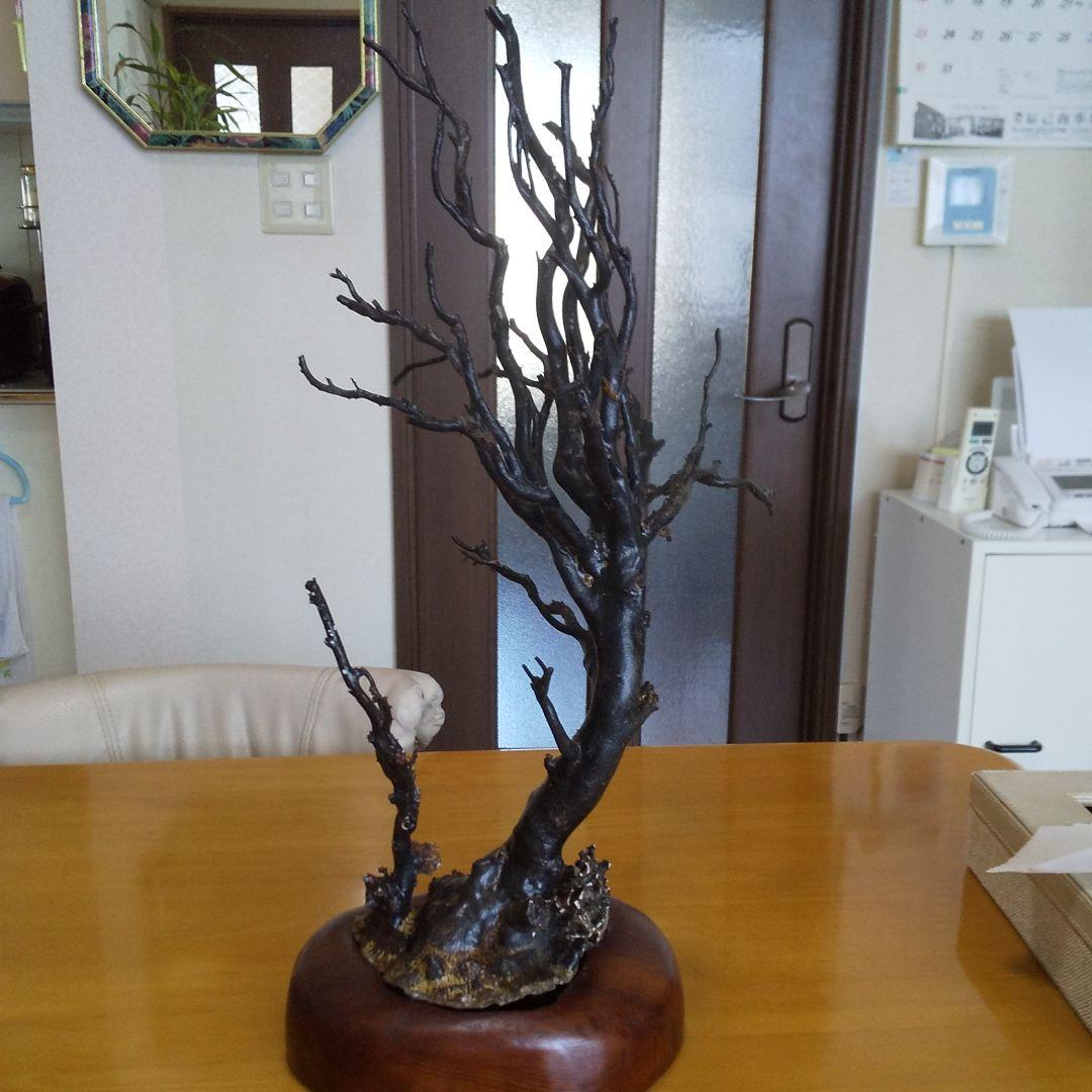 美品 未使用 貴重 海松 黒珊瑚 原木 周囲約10センチ