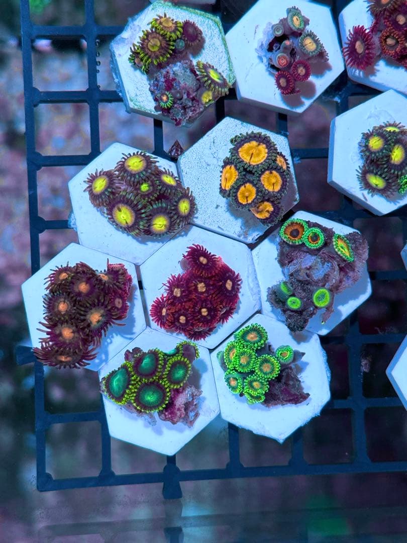 イサムライ專用