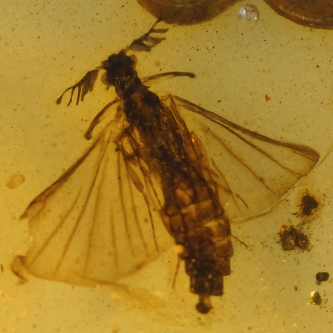 レア極上品 TT0102虫入り琥珀化石　ミャンマーカムティかタナイ9900万年前