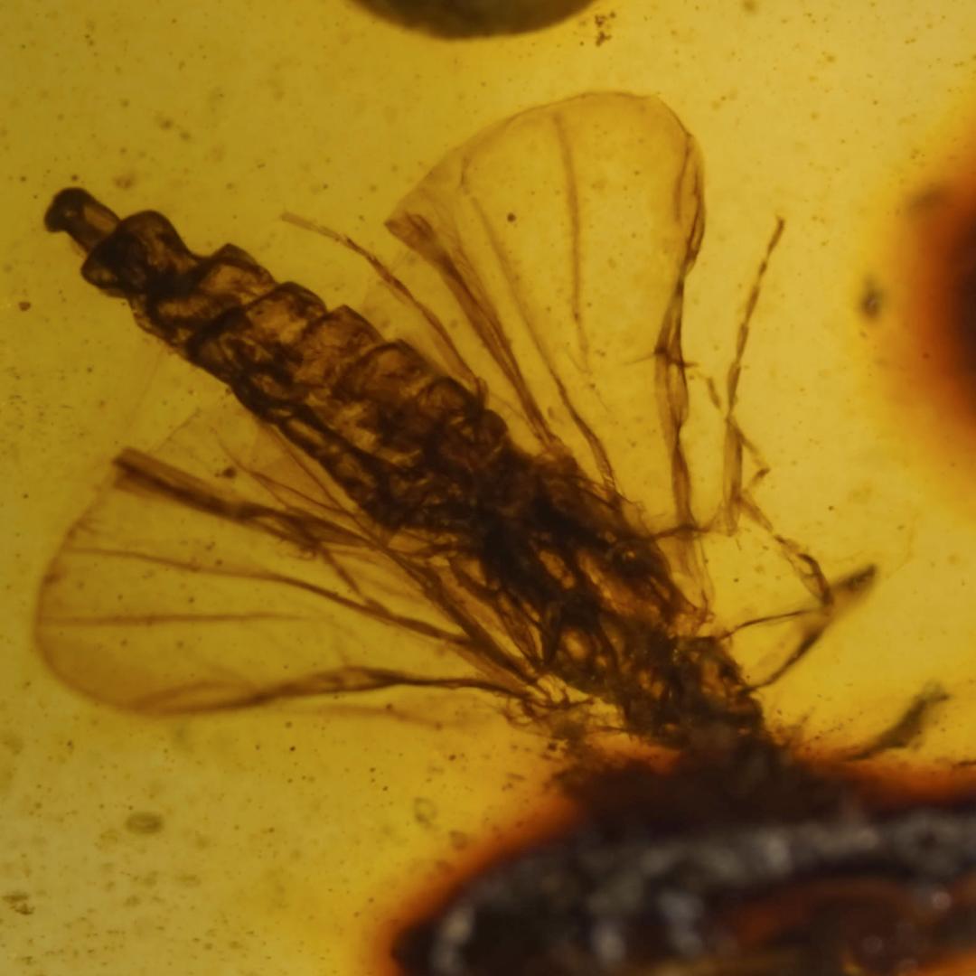 レア極上品 TT0102虫入り琥珀化石　ミャンマーカムティかタナイ9900万年前