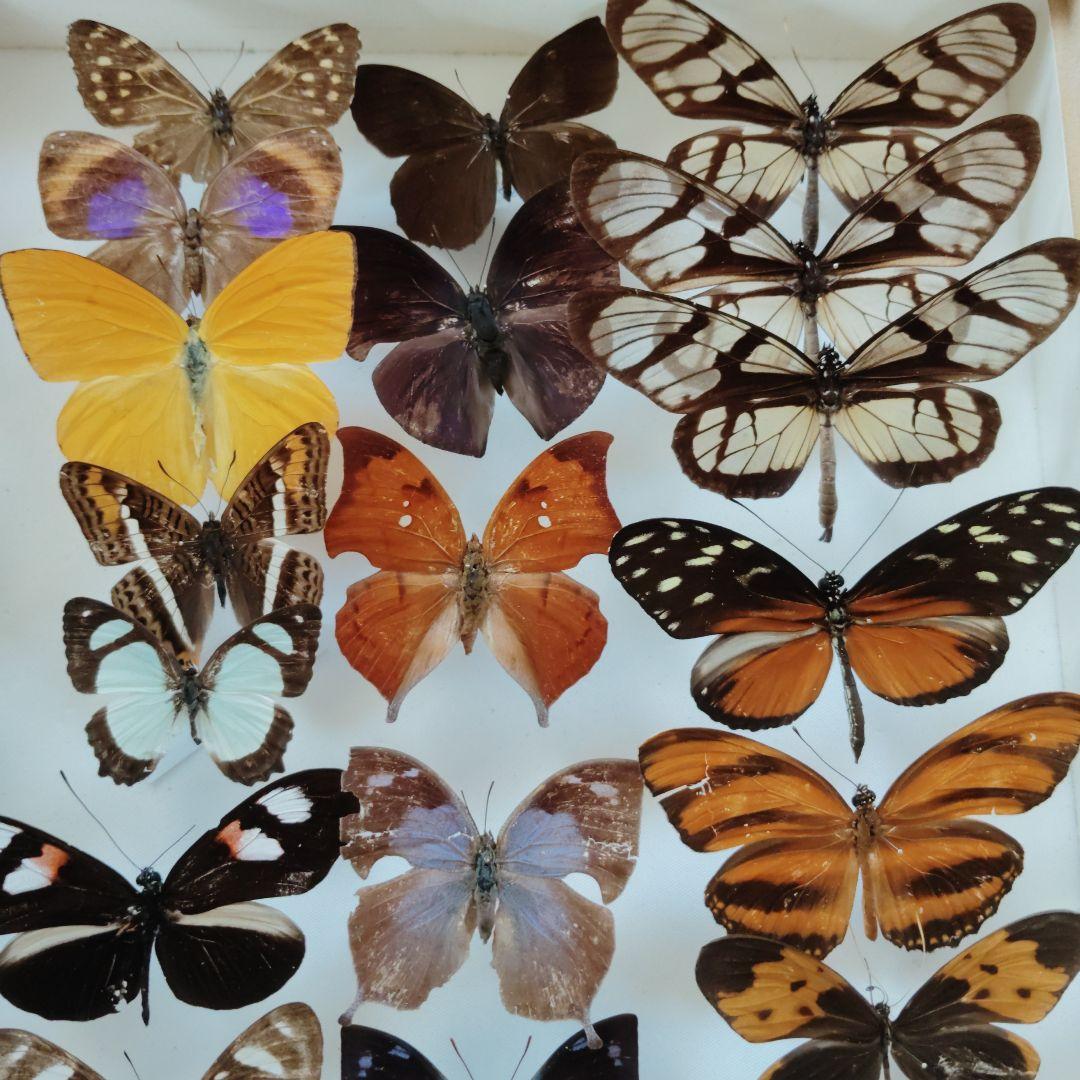 蝶標本　お得 南米の蝶大量　データ全てなし