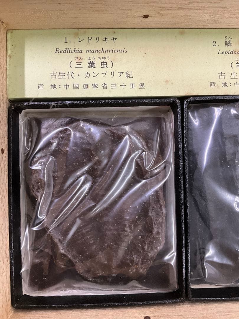 示準化石模型 5種セット 三葉虫 羊歯植物 床板さんご アンモナイトサメの歯