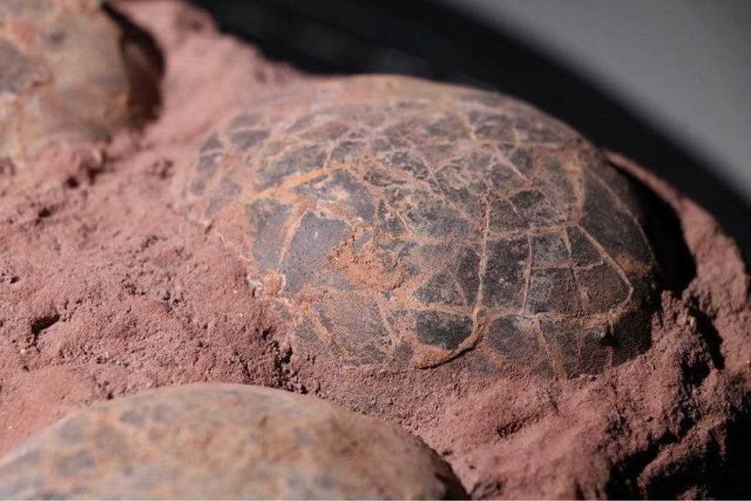 ☆クリスマス特価☆ 赤字☆【入手困難】博物館クラス ハドロサウルスの卵の巣8個