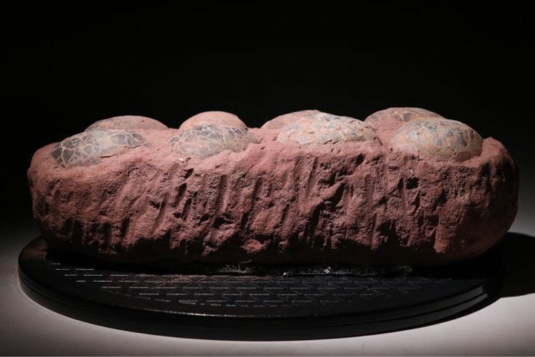 ☆クリスマス特価☆ 赤字☆【入手困難】博物館クラス ハドロサウルスの卵の巣8個