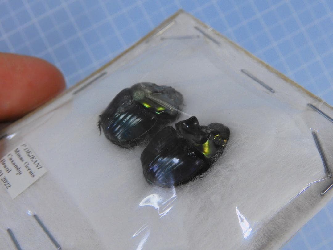 標本 Brazil Phanaeus dejeani 16mm 17mm