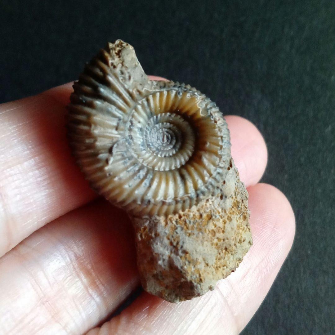 ドイツ産　ジュラ紀　アンモナイト　２点