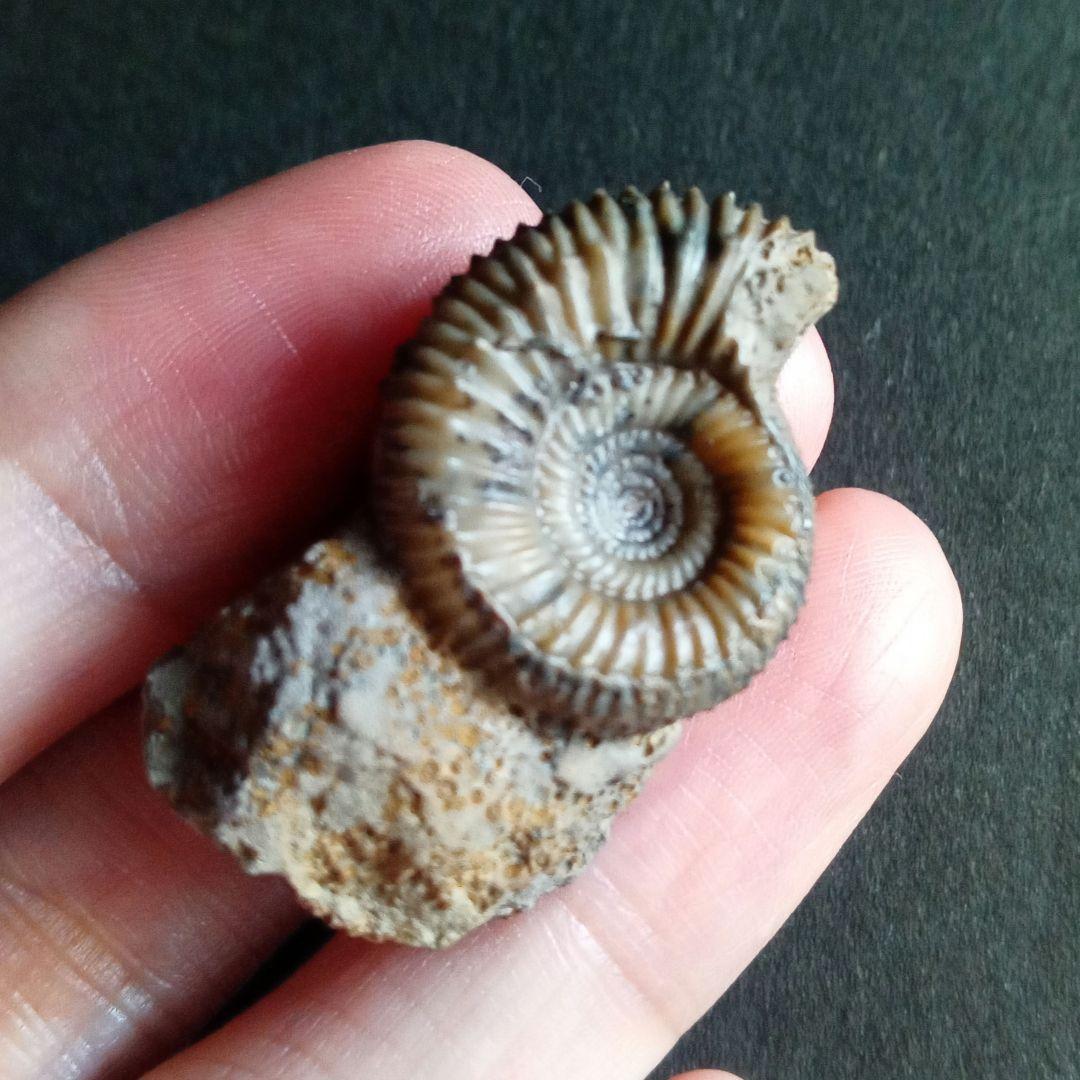 ドイツ産　ジュラ紀　アンモナイト　２点