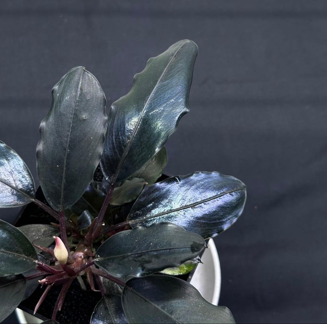 水草 Bucephalandra sp. \