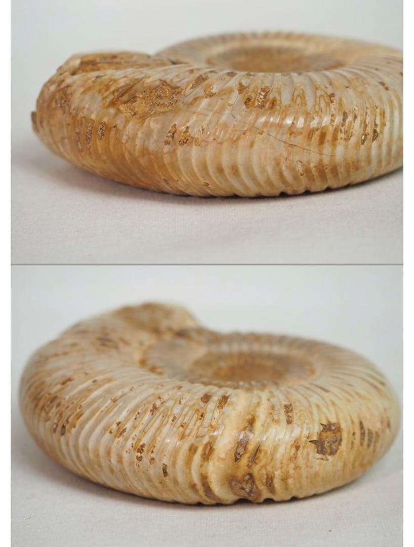 送料無料　中生代ジュラ紀を代表する　アンモナイト　径7.8ｃｍ