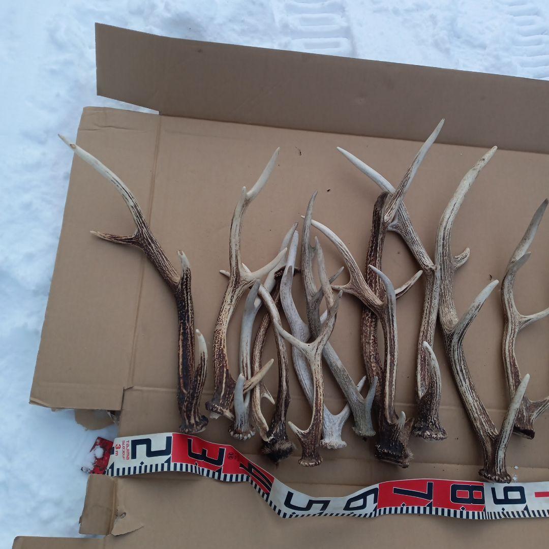 鹿の角 犬おもちゃ 工芸品などにどうぞ ２４番