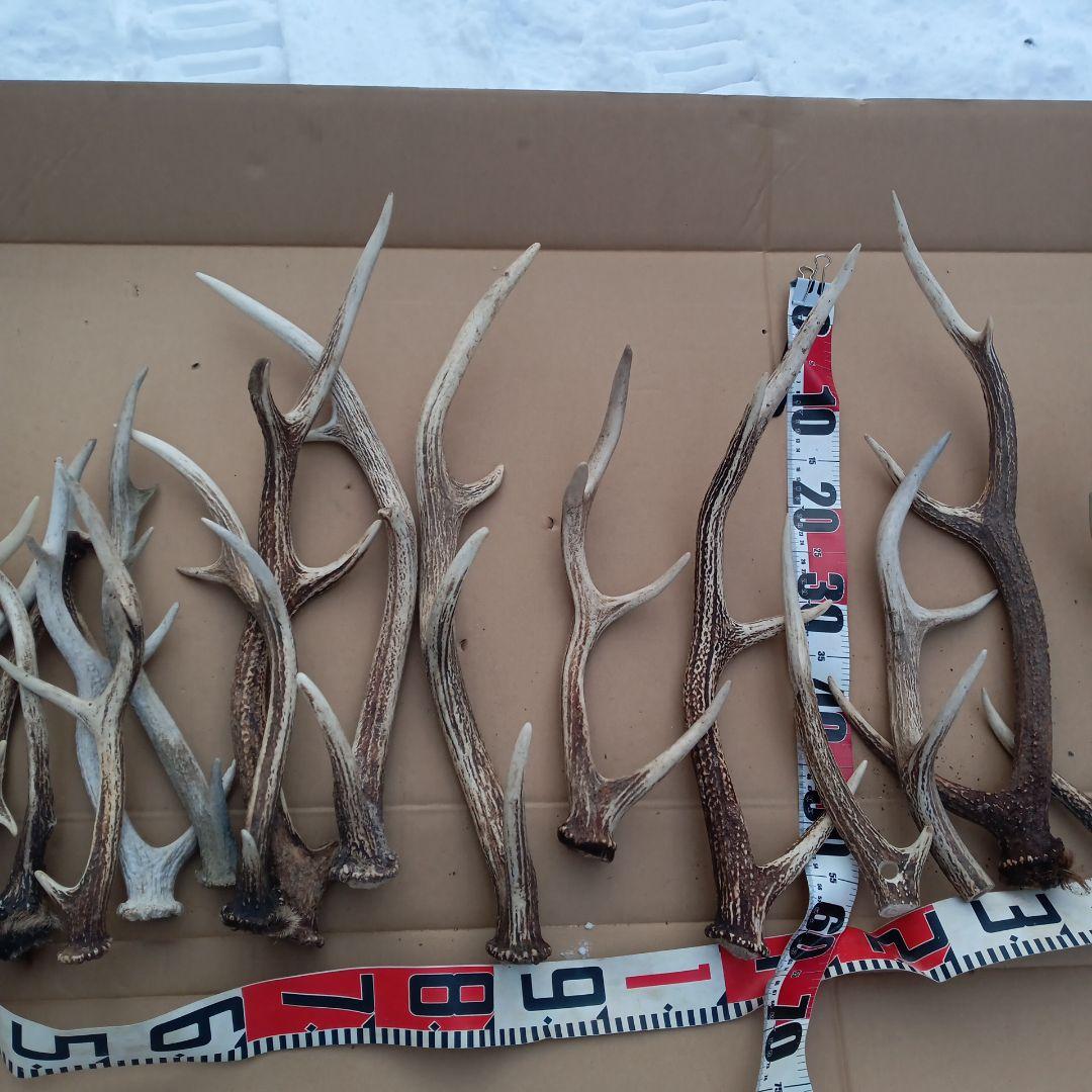 鹿の角 犬おもちゃ 工芸品などにどうぞ ２４番