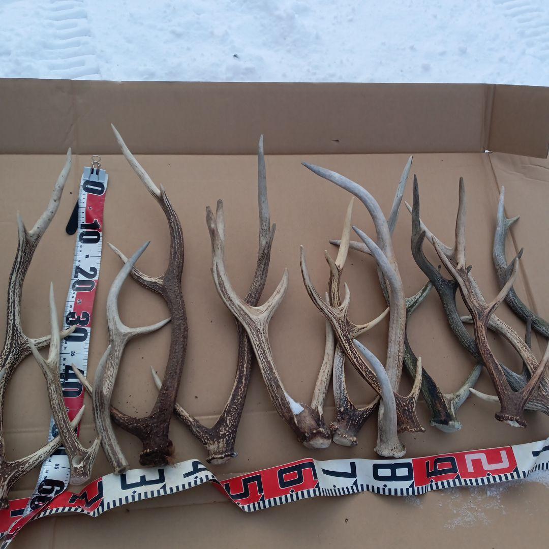 鹿の角 犬おもちゃ 工芸品などにどうぞ ２４番