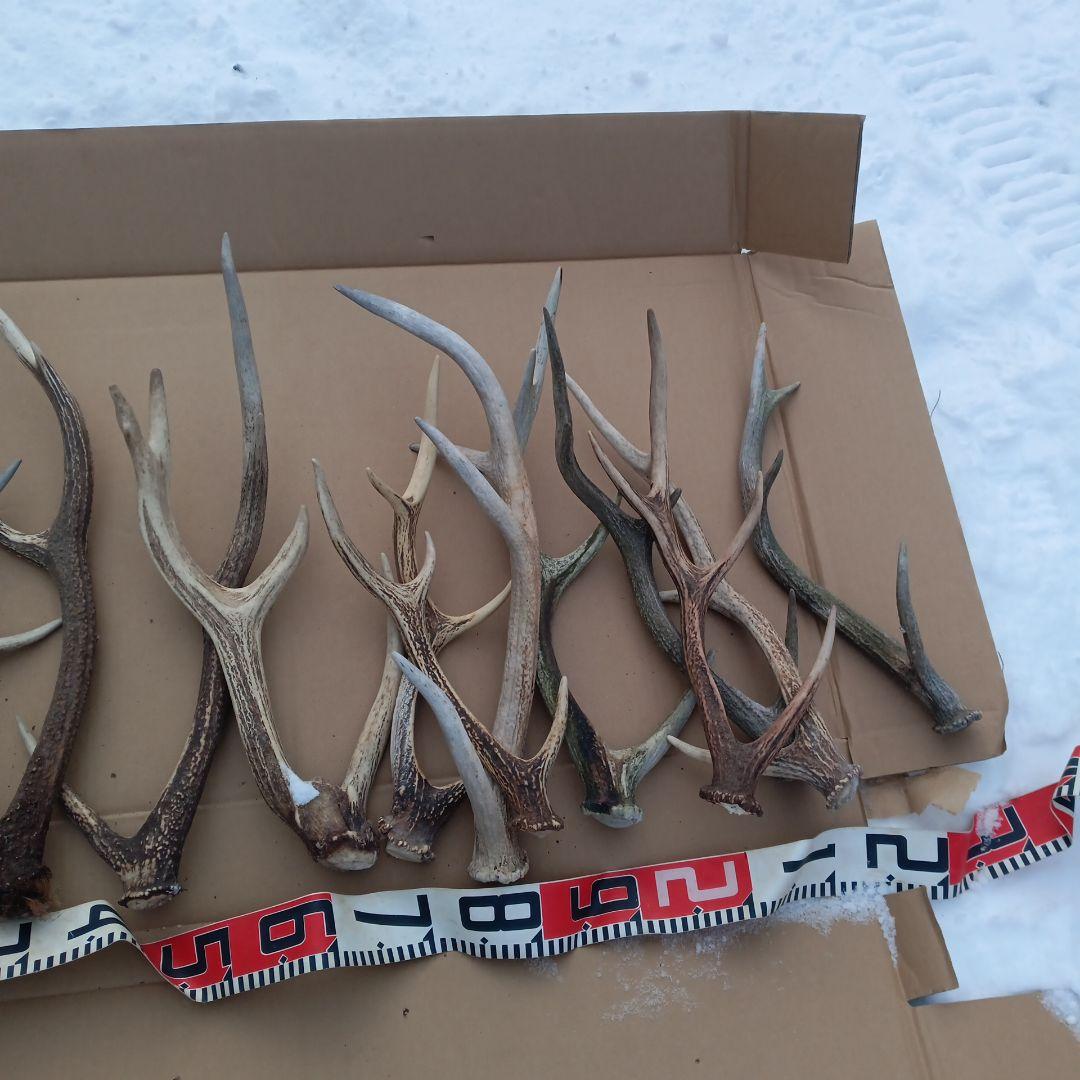 鹿の角 犬おもちゃ 工芸品などにどうぞ ２４番