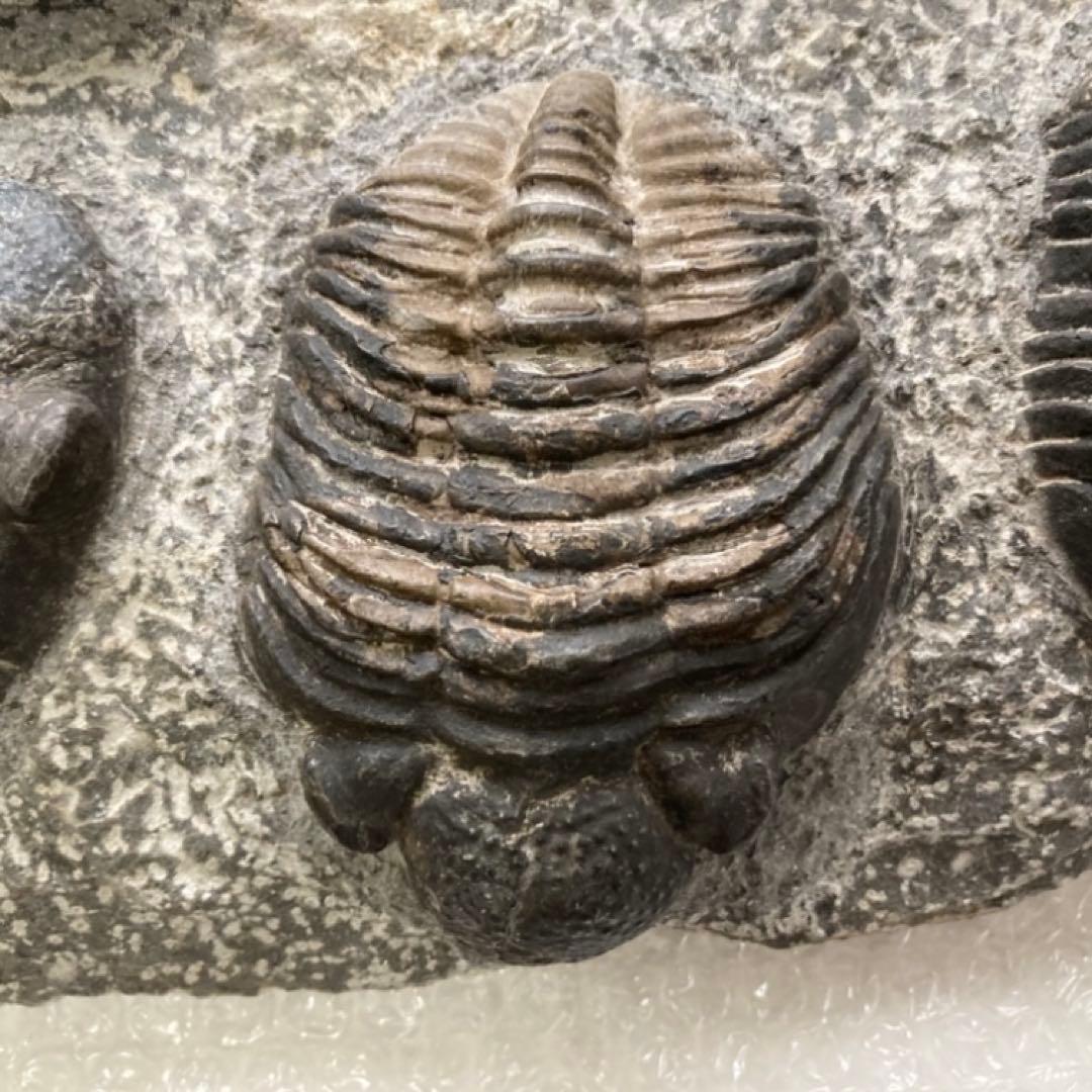 三葉虫 化石 生物 岩石 鑑賞 研究 6体 大型 コレクション レア希少 レトロ