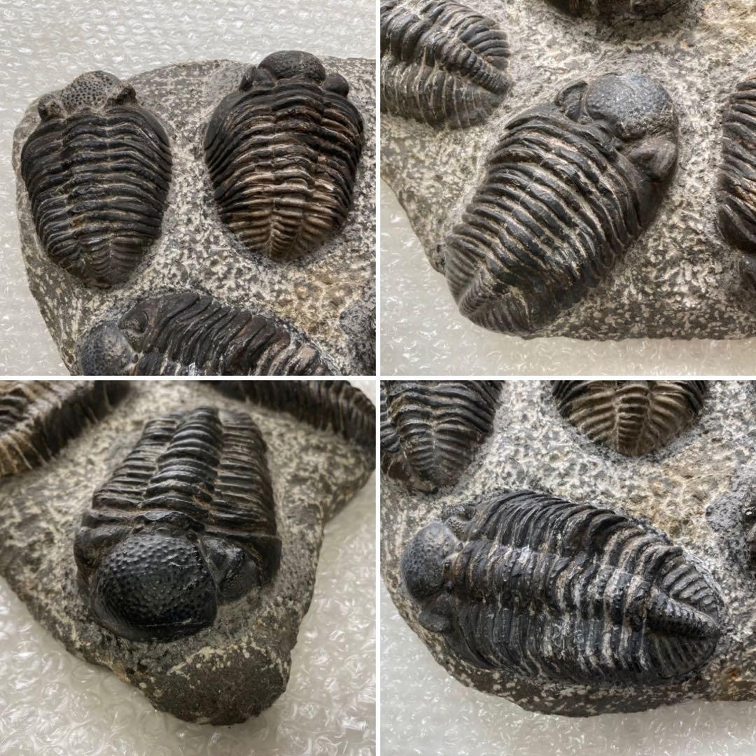 三葉虫 化石 生物 岩石 鑑賞 研究 6体 大型 コレクション レア希少 レトロ