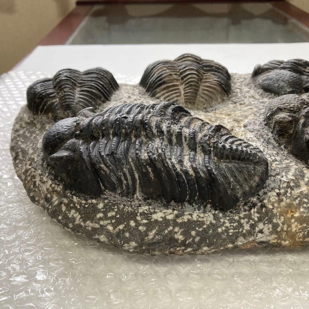 三葉虫 化石 生物 岩石 鑑賞 研究 6体 大型 コレクション レア希少 レトロ