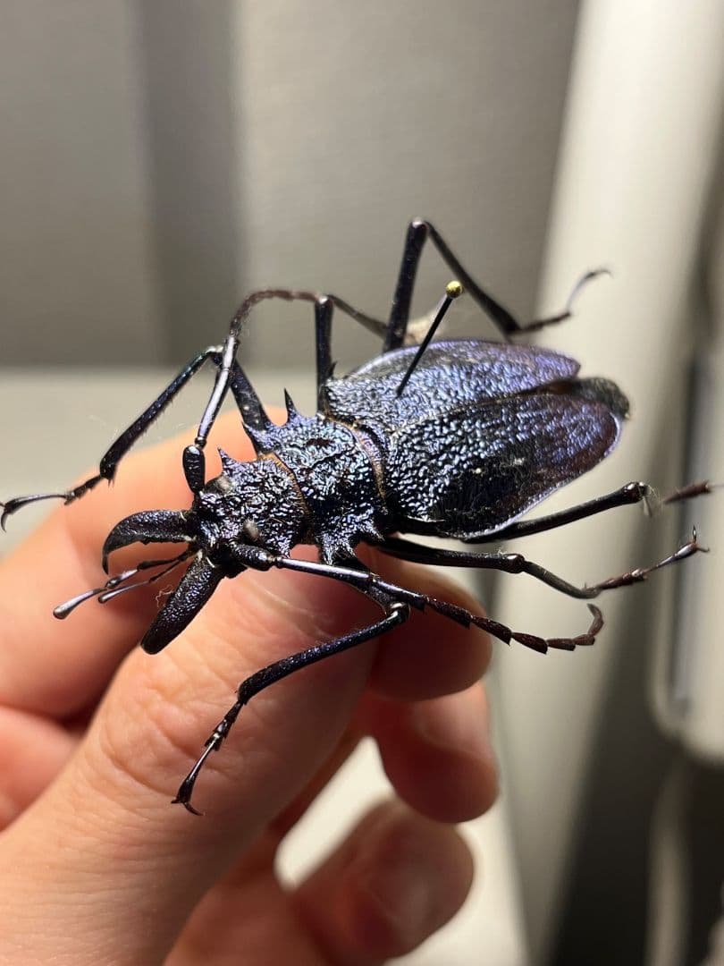 【B品BLUE】ルリオニカミキリ ムラサキオニノコギリカミキリ 　昆虫標本