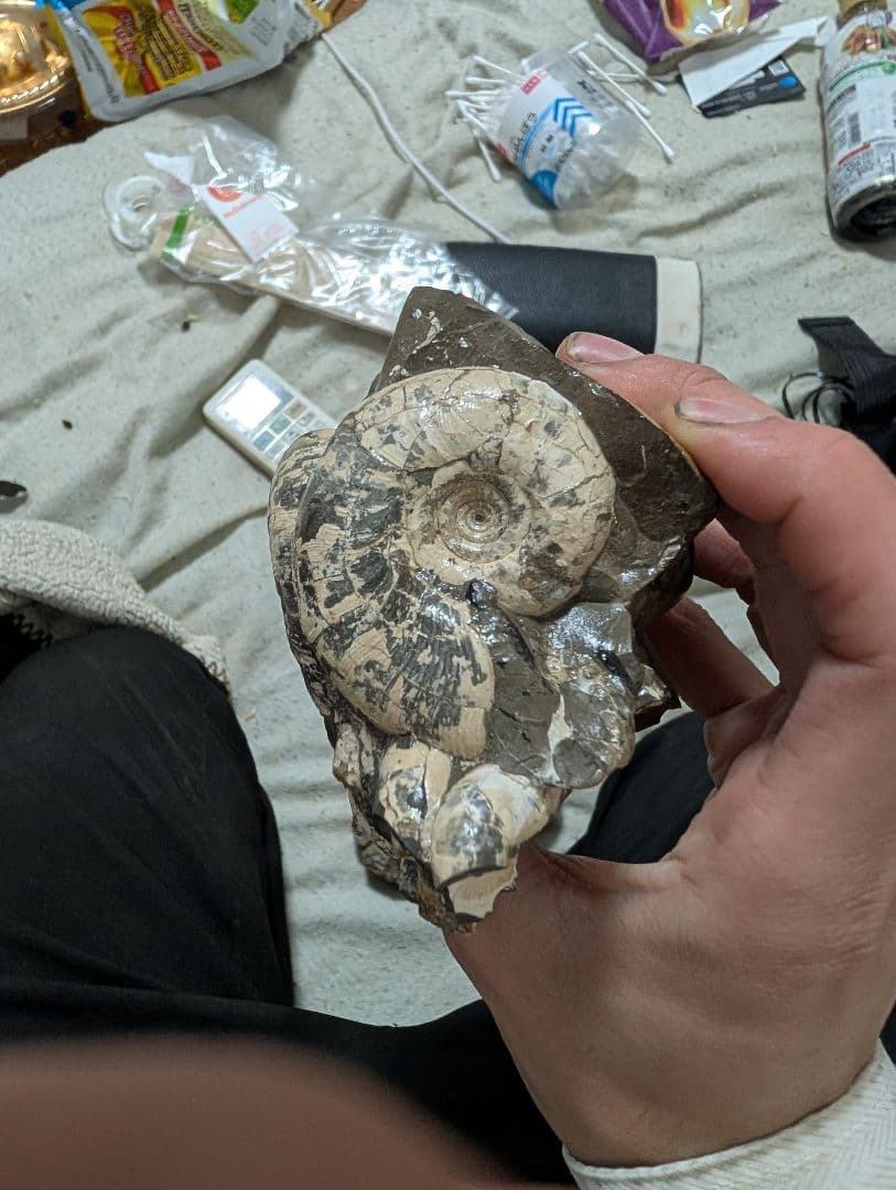アンモナイト化石 手のひらサイズ