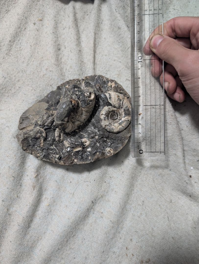 アンモナイト化石 手のひらサイズ
