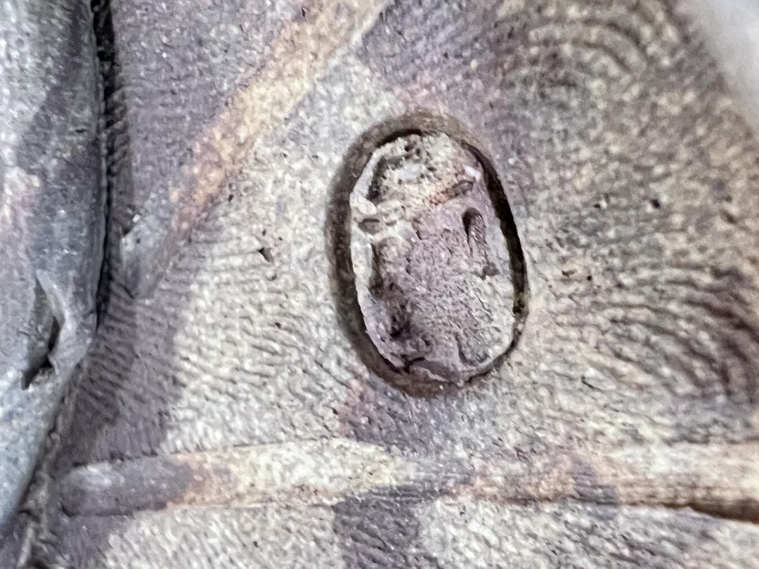 万古焼蓮葉型丼　共箱