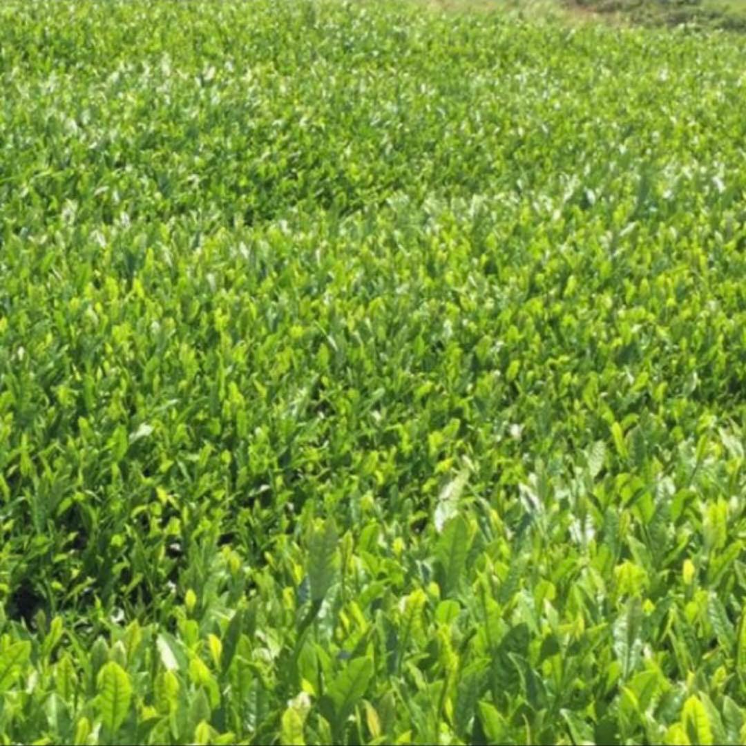 八女茶，緑茶(特上煎茶)20袋 nume★です