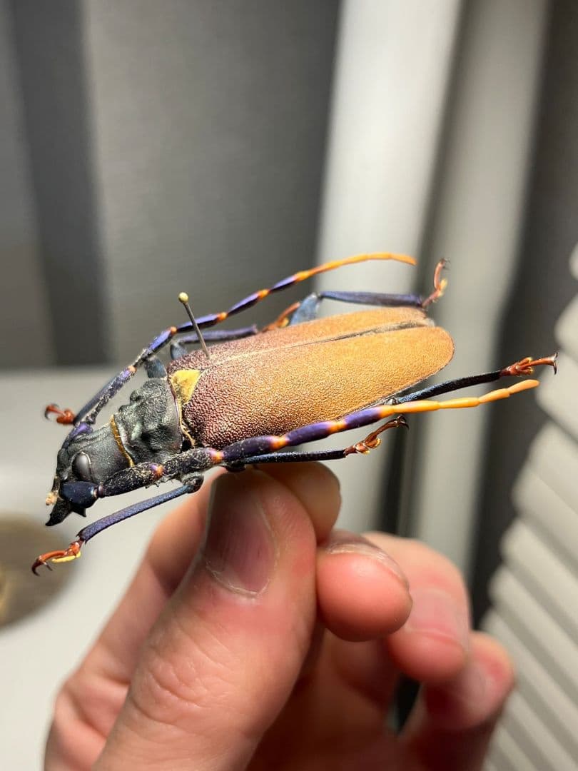 【53mm】ルリヒゲノコギリカミキリ 標本ナンベイオオタガメ ハナムグリカナブン