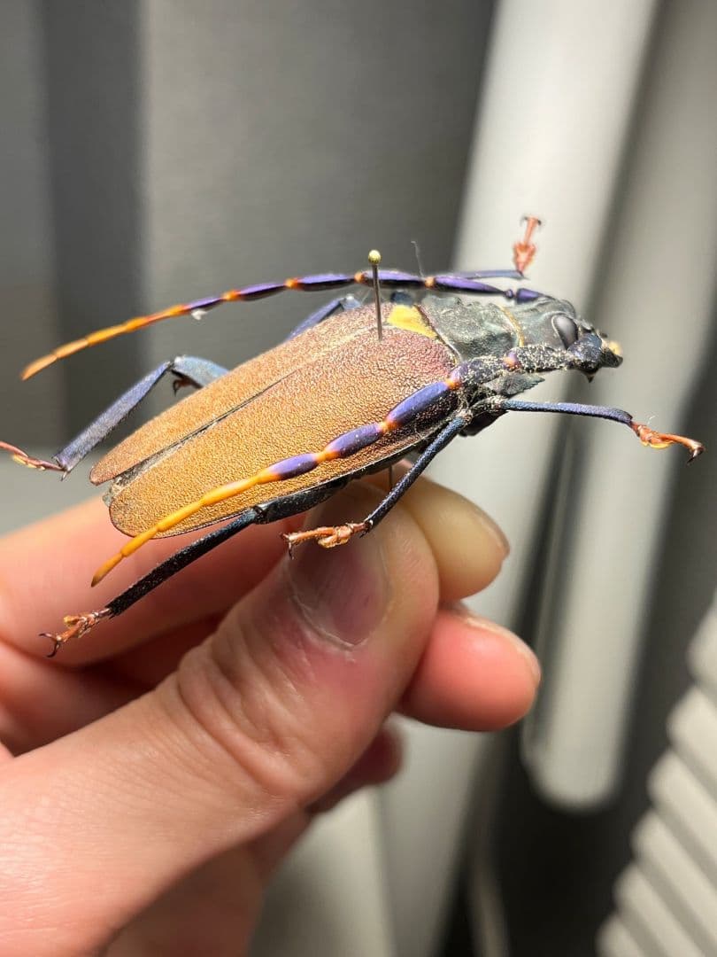 【53mm】ルリヒゲノコギリカミキリ 標本ナンベイオオタガメ ハナムグリカナブン