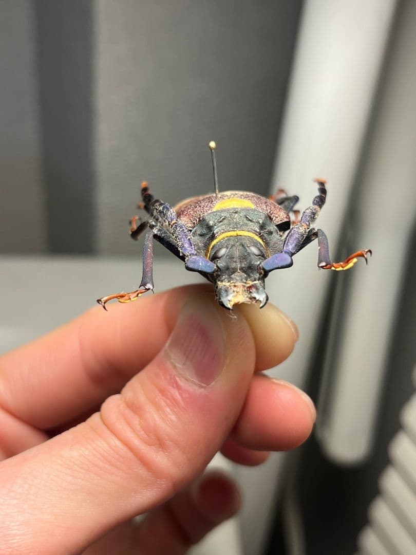 【53mm】ルリヒゲノコギリカミキリ 標本ナンベイオオタガメ ハナムグリカナブン