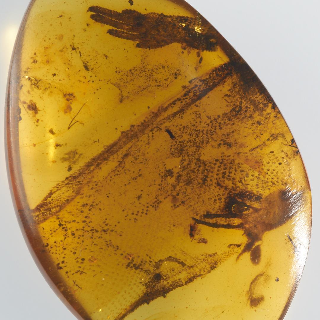 レア極上品 PA0046虫入り琥珀化石　ミャンマーカムティかタナイ9900万年前