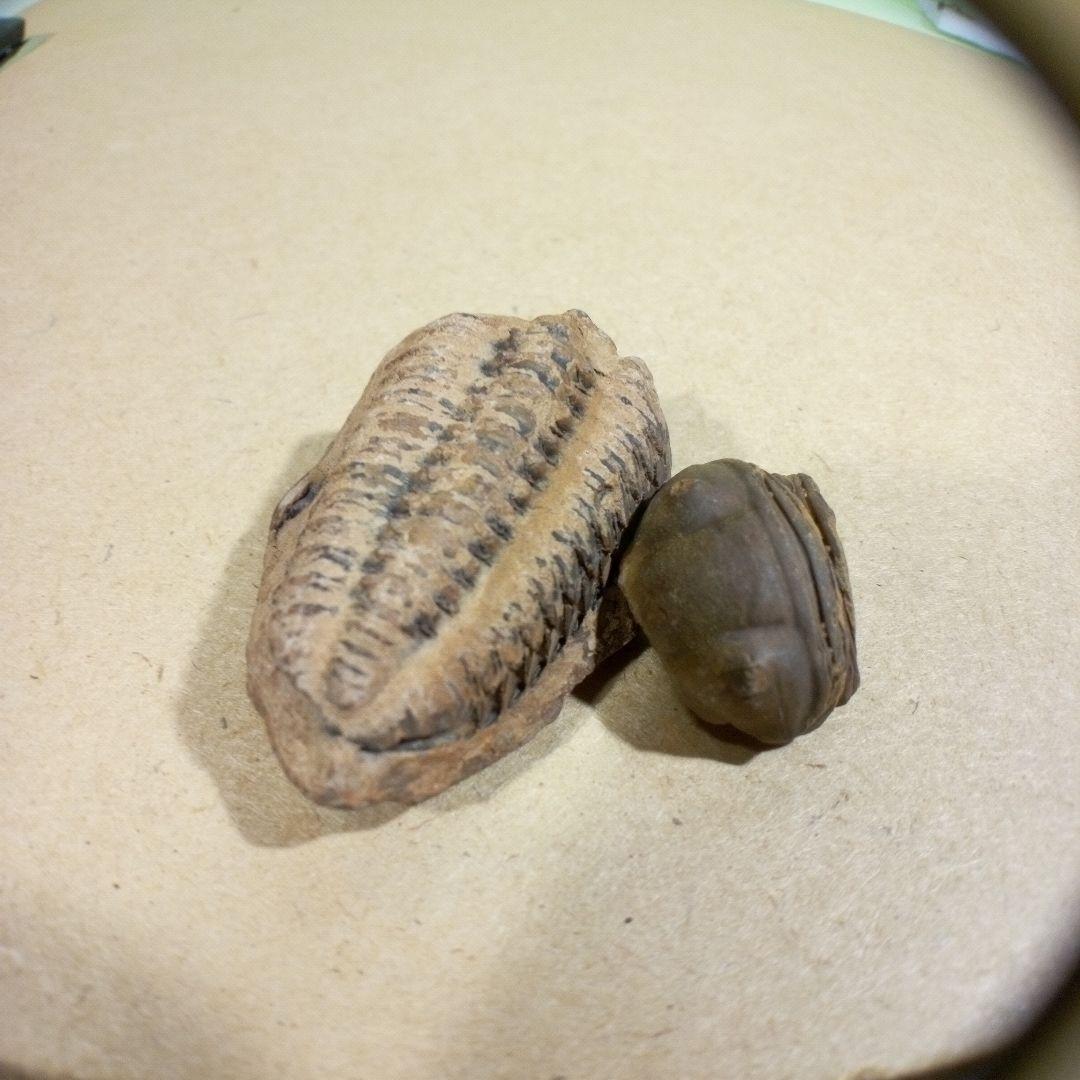 三葉虫　化石　fossil　ボリビア産　レア　Fossil判別②