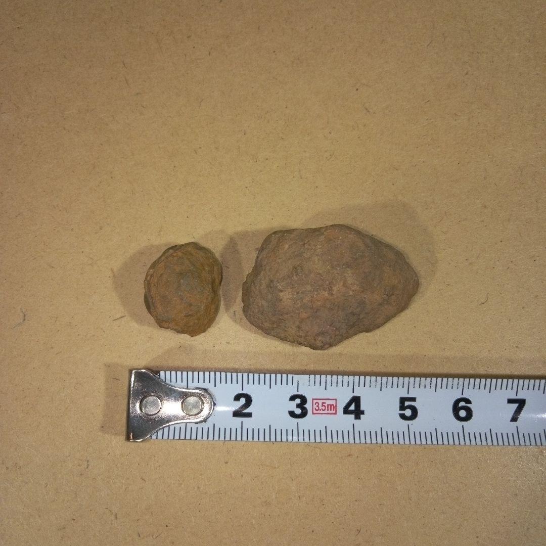 三葉虫　化石　fossil　ボリビア産　レア　Fossil判別②