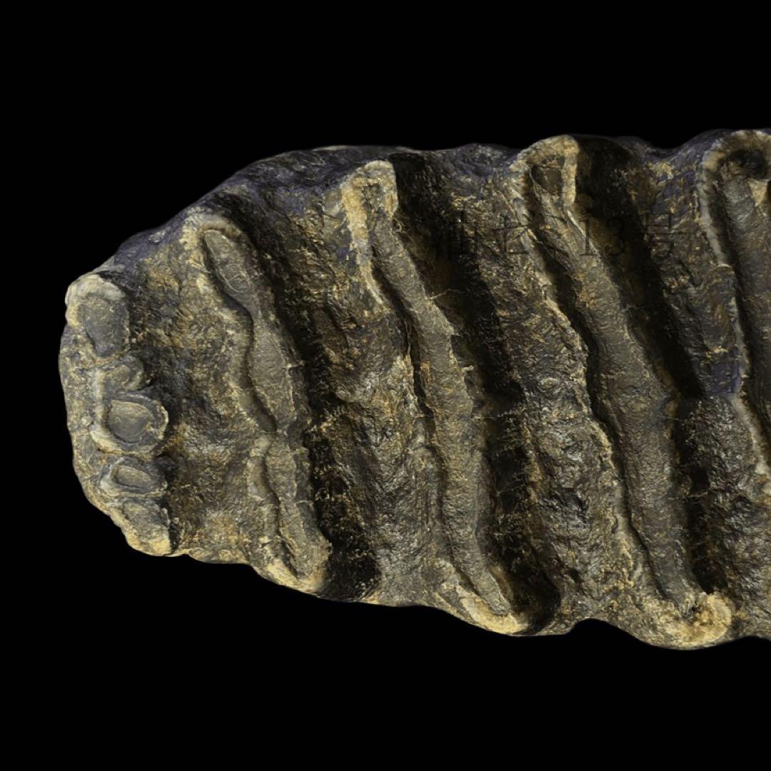 ナウマンゾウ　臼歯　化石　コレクション　標本