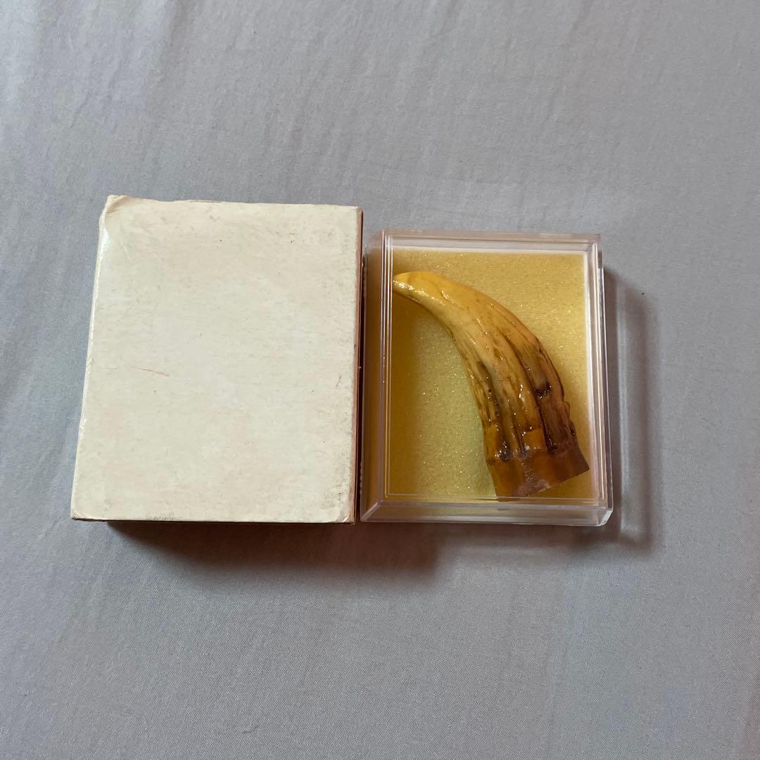 ゴジラの爪　レプリカ