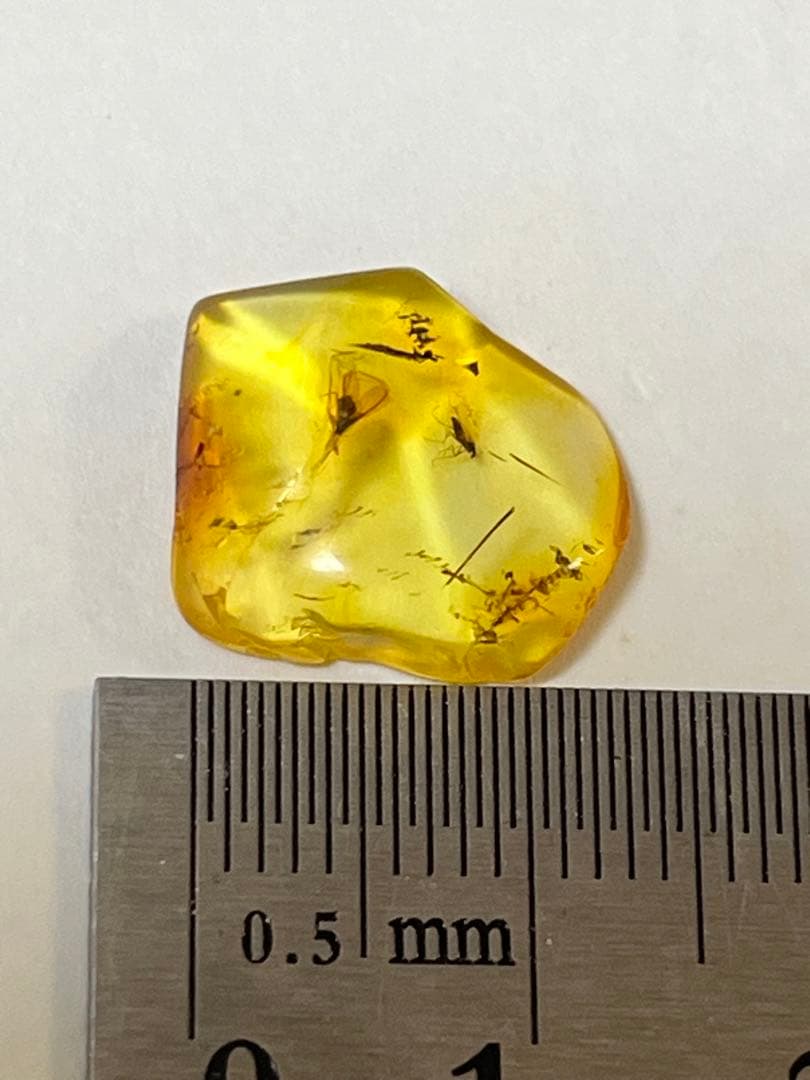 バルト海産　虫入り琥珀　12個セット　全て虫入り　本物保証　良いコンディション