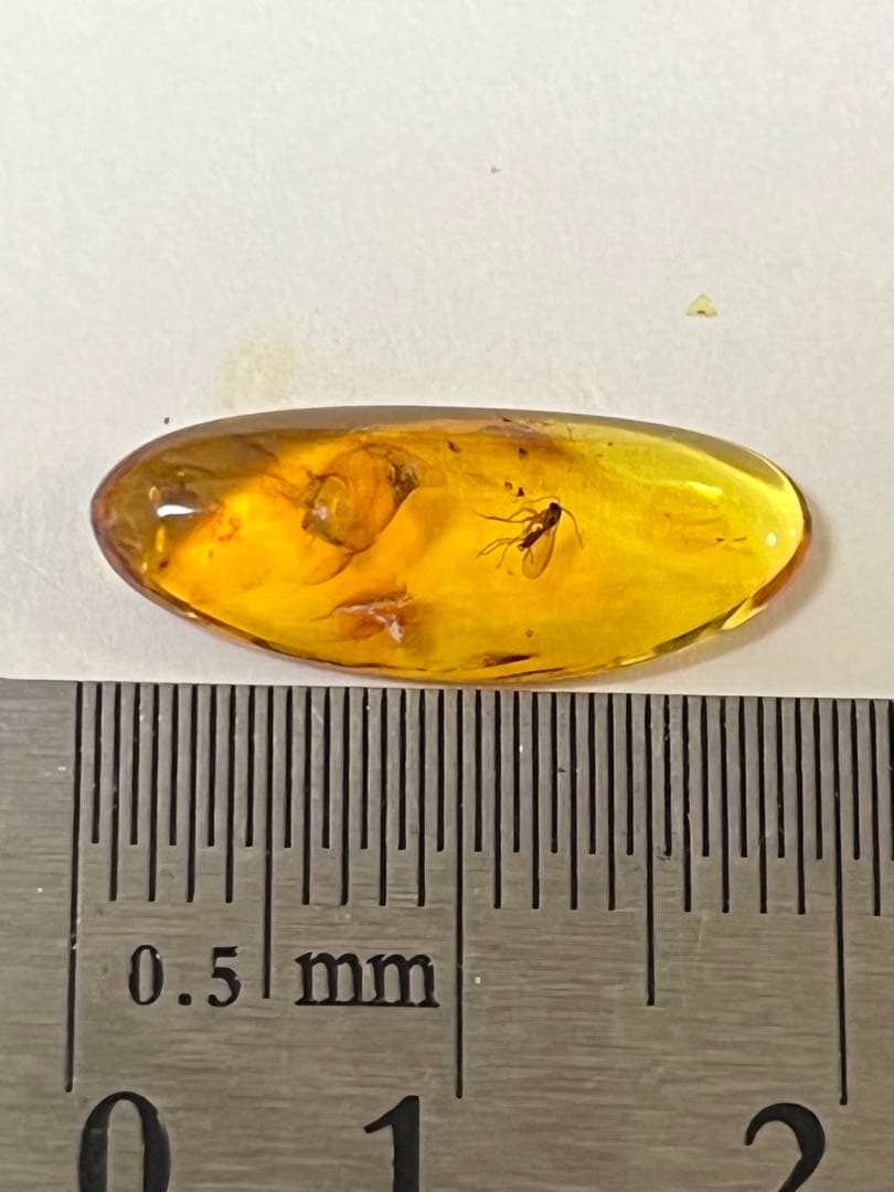 バルト海産　虫入り琥珀　12個セット　全て虫入り　本物保証　良いコンディション