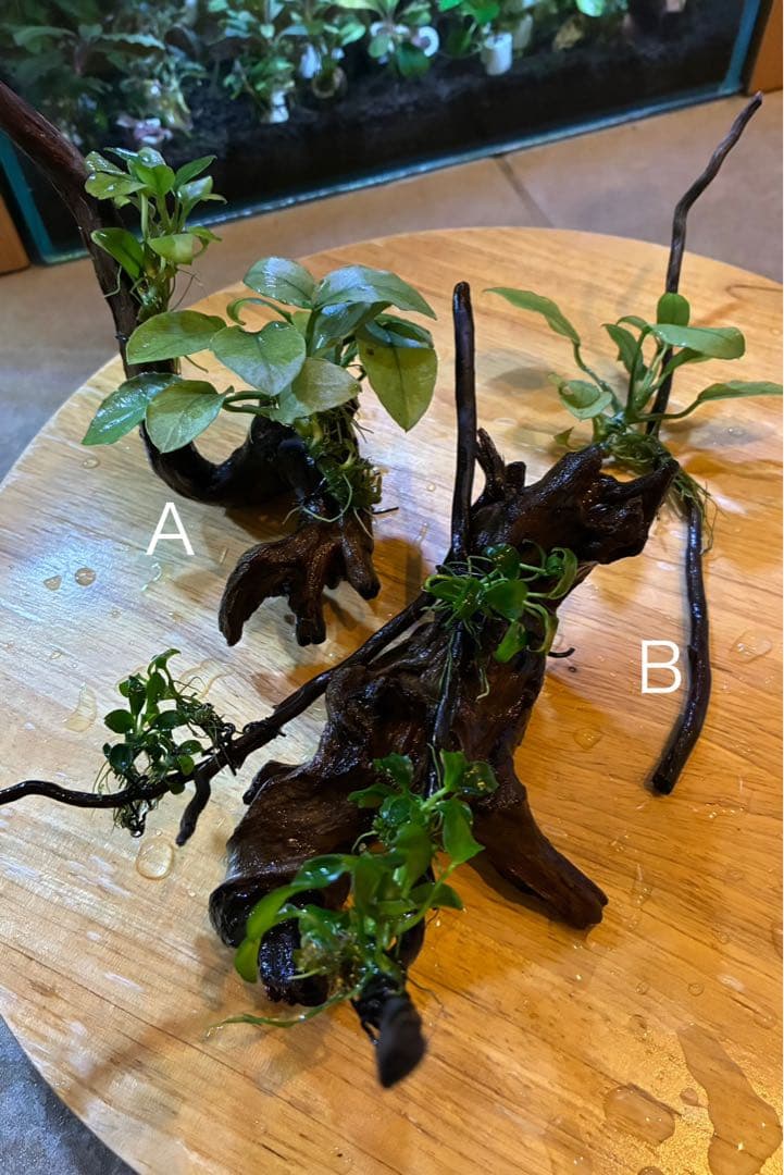 水草茂「かまきり様オーダー用」