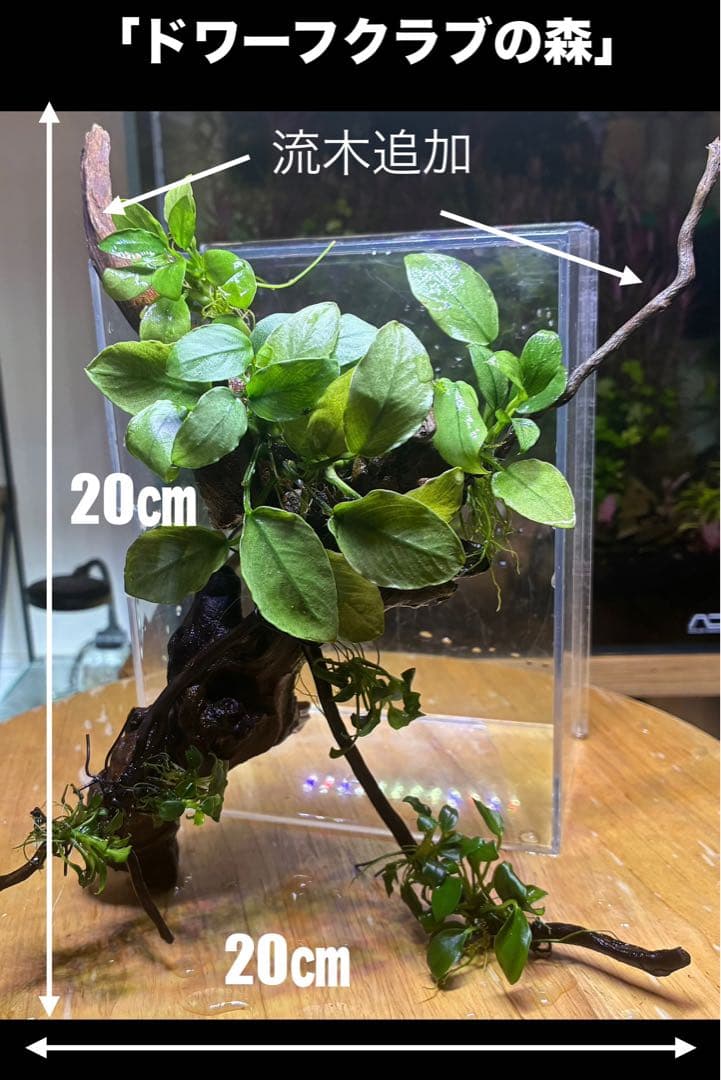 水草茂「かまきり様オーダー用」