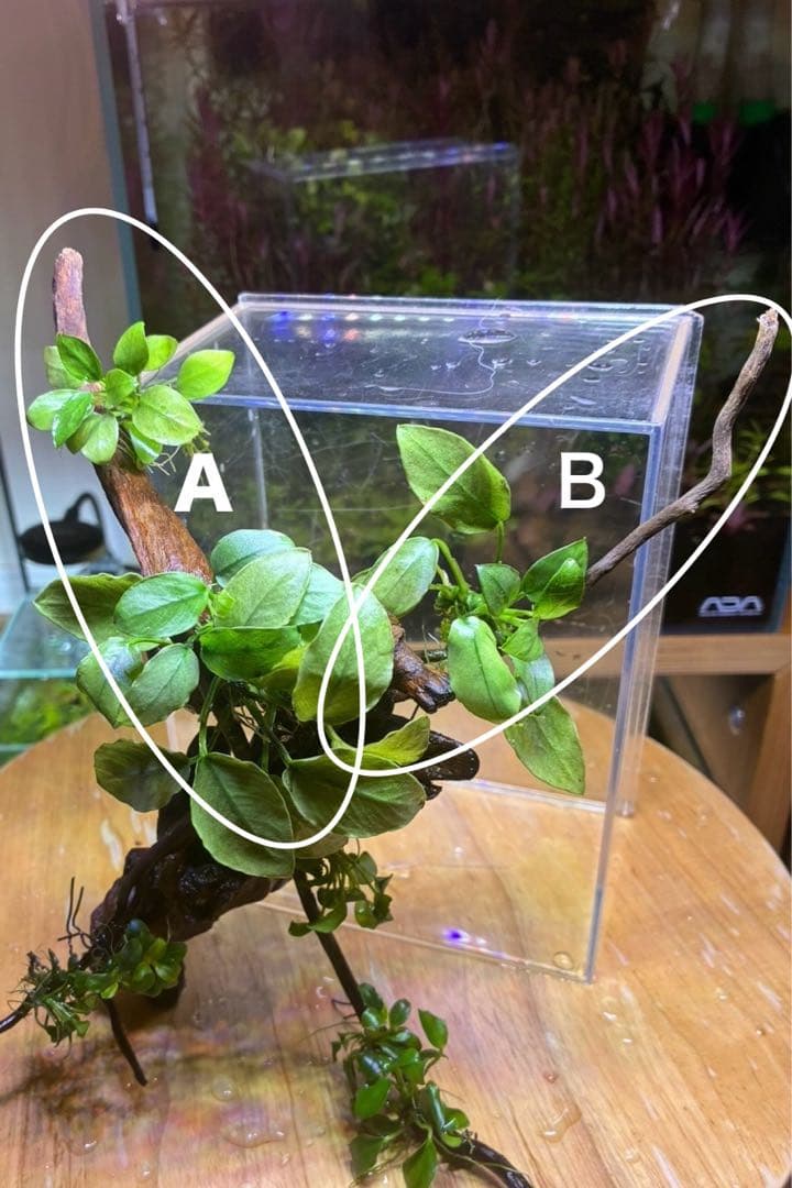 水草茂「かまきり様オーダー用」