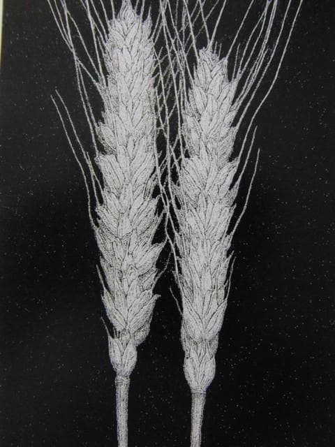 緒方洪章、【麦】、希少な額装用画集より、新品額装付、状態良好