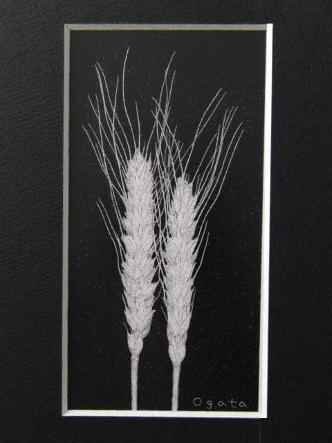 緒方洪章、【麦】、希少な額装用画集より、新品額装付、状態良好