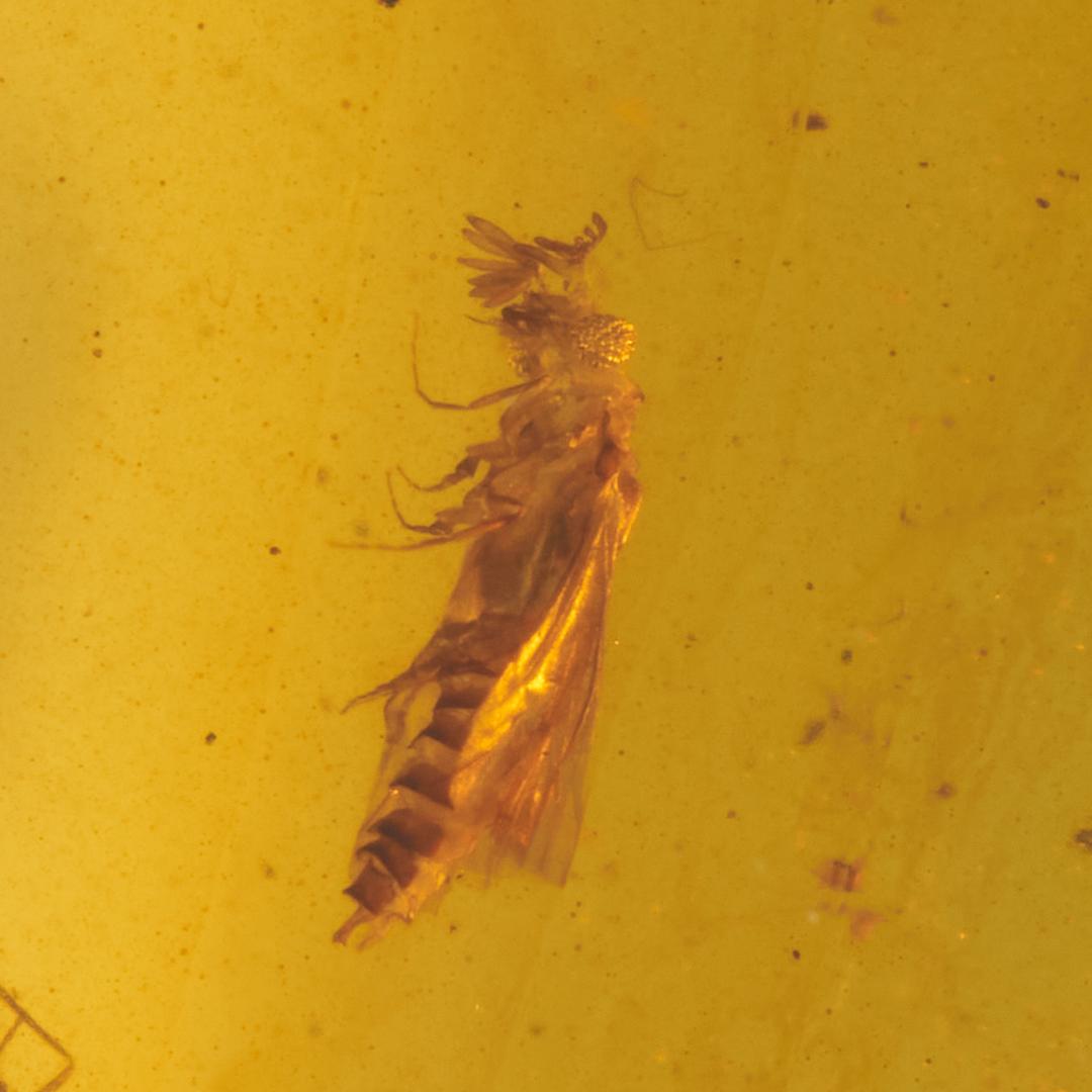 レア極上品 PA0074虫入り琥珀化石　ミャンマーカムティかタナイ9900万年前