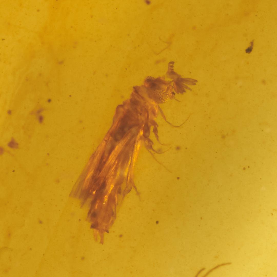 レア極上品 PA0074虫入り琥珀化石　ミャンマーカムティかタナイ9900万年前