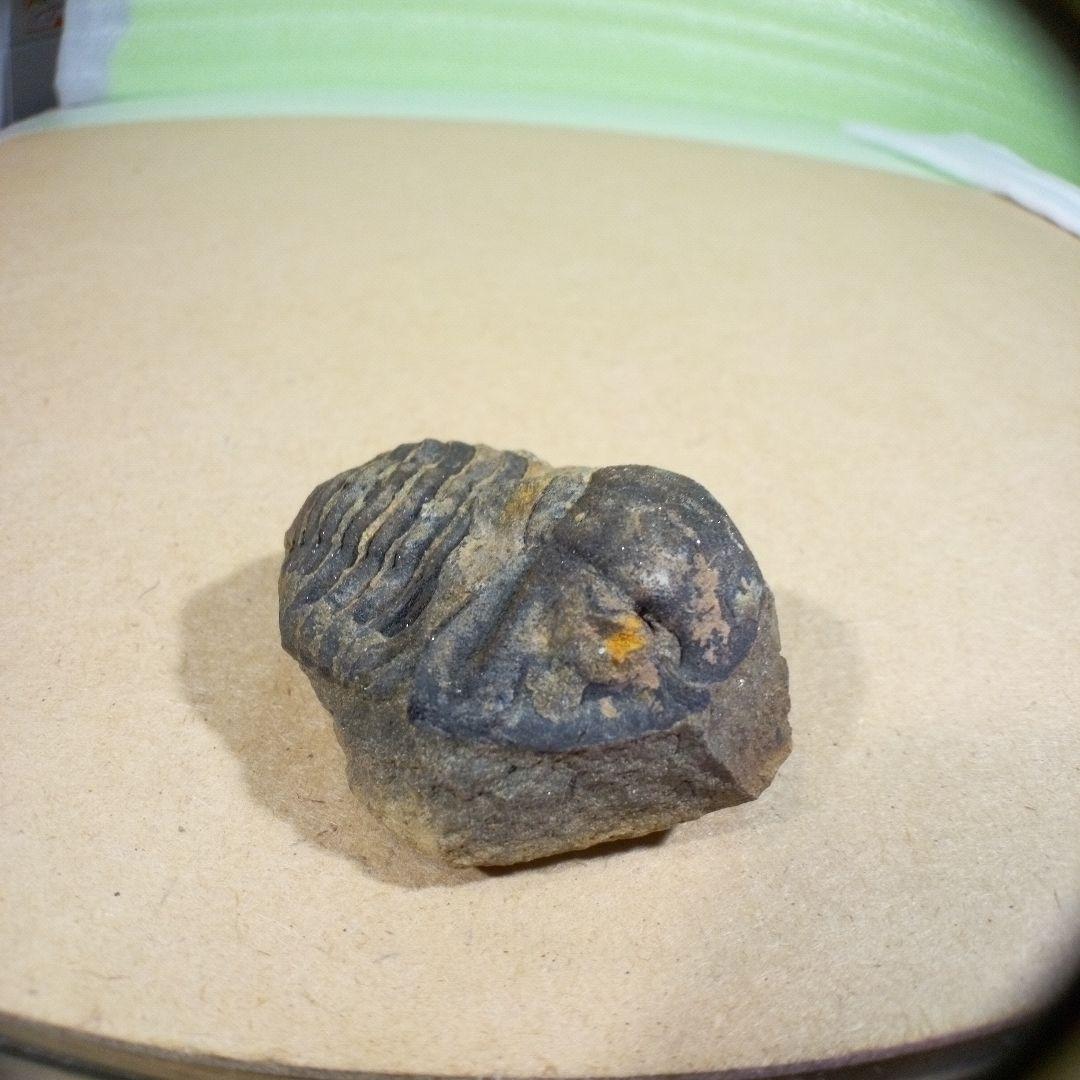 三葉虫　化石　fossil　ボリビア産　レア　Fossil判別⑨