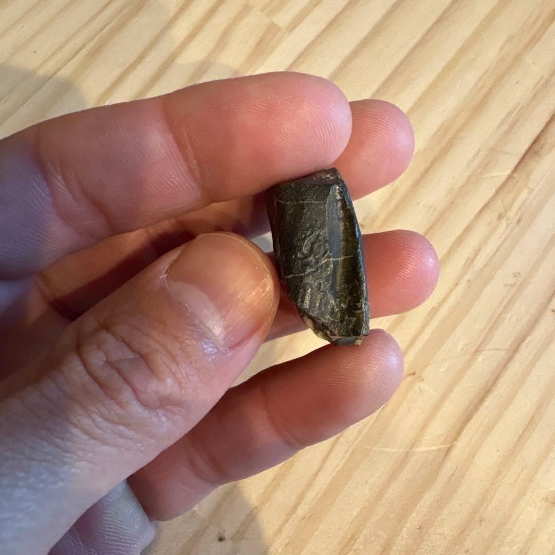 お買い得　オウラノサウルスの歯　化石　ニジェール