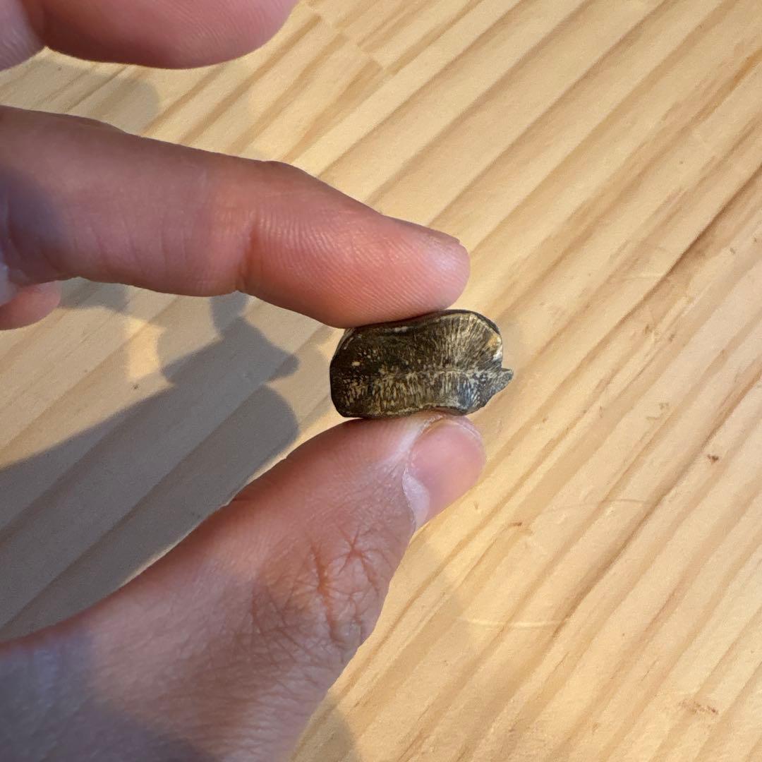 お買い得　オウラノサウルスの歯　化石　ニジェール