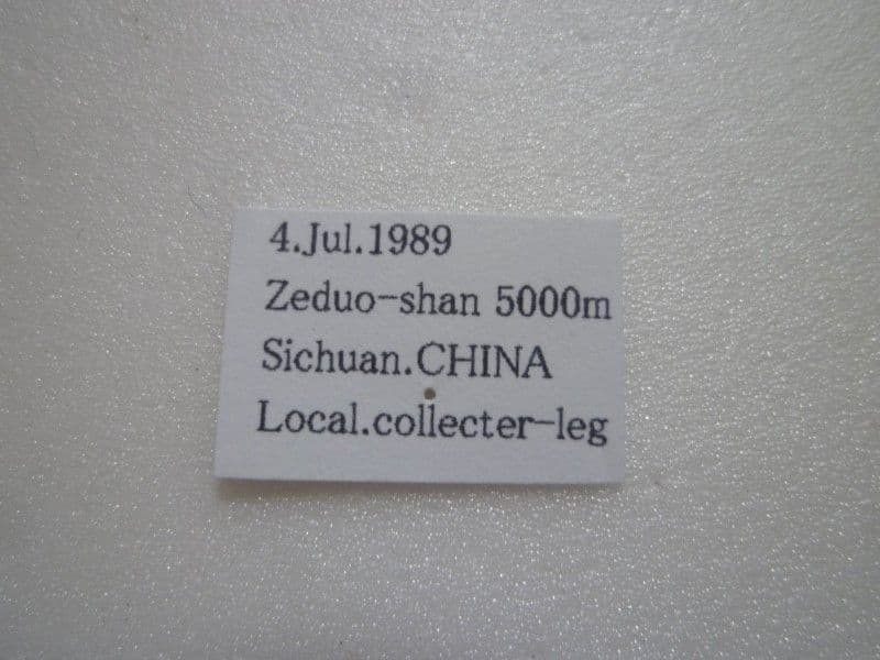 【外国産蝶標本】アッコウスバ♂/四川省.舟山産/59mm