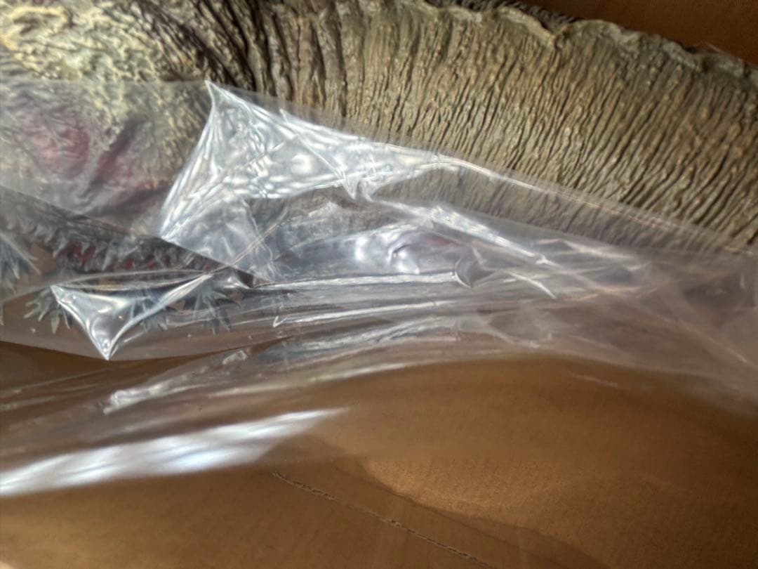 東宝大怪獣　ゴジラ　(2016) 第2形態 シン・ゴジラ　ソフビ　新品